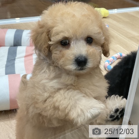 トイ・プードルの写真