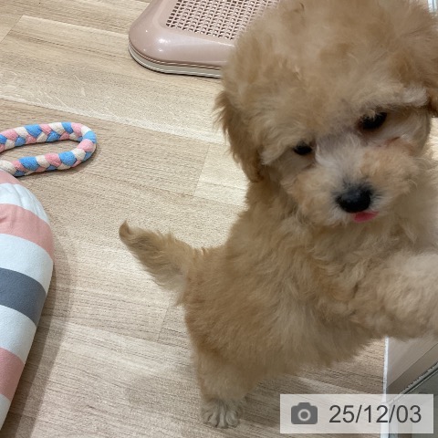 トイ・プードルの写真