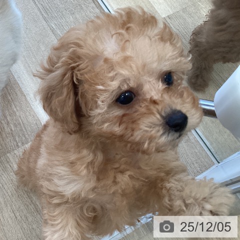 福岡県のトイプードル(トイ) (ペットプラス ららぽーと福岡店/2025年10月2日生まれ/女の子/アプリコット)の子犬の4枚目の画像