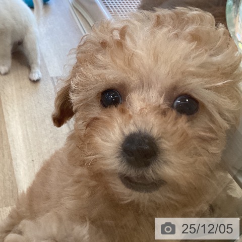 福岡県のトイプードル(トイ) (ペットプラス ららぽーと福岡店/2025年10月2日生まれ/女の子/アプリコット)の子犬の3枚目の画像