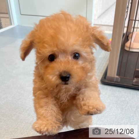 福岡県のトイプードル(トイ) (ペットプラス ららぽーと福岡店/2025年10月2日生まれ/女の子/アプリコット)の子犬の4枚目の画像