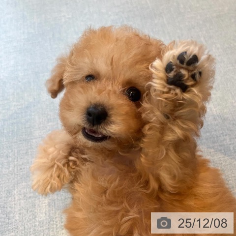 福岡県のトイプードル(トイ) (ペットプラス ららぽーと福岡店/2025年10月2日生まれ/女の子/アプリコット)の子犬の3枚目の画像