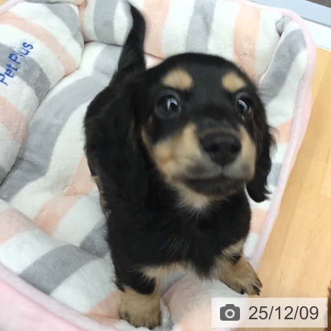 熊本県のミニチュアダックスフンド(ロング) (ペットプラス 熊本店/2025年9月30日生まれ/男の子/ブラックタン)の子犬の3枚目の画像