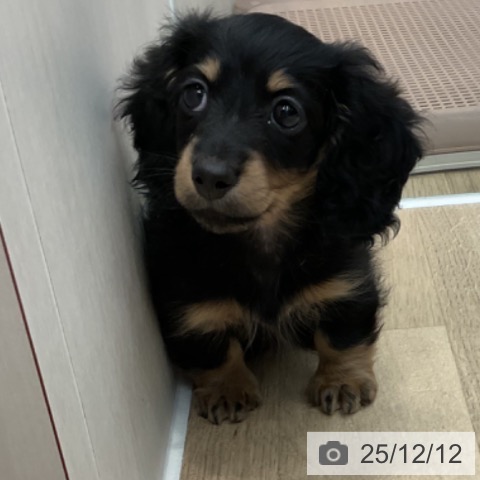 神奈川県のミニチュアダックスフンド(ロング) (ペットプラス テラスモール湘南店/2025年9月30日生まれ/女の子/ブラックタン)の子犬の4枚目の画像