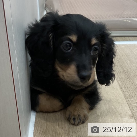 神奈川県のミニチュアダックスフンド(ロング) (ペットプラス テラスモール湘南店/2025年9月30日生まれ/女の子/ブラックタン)の子犬の3枚目の画像