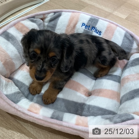 ミニチュア・ダックスフンドの写真