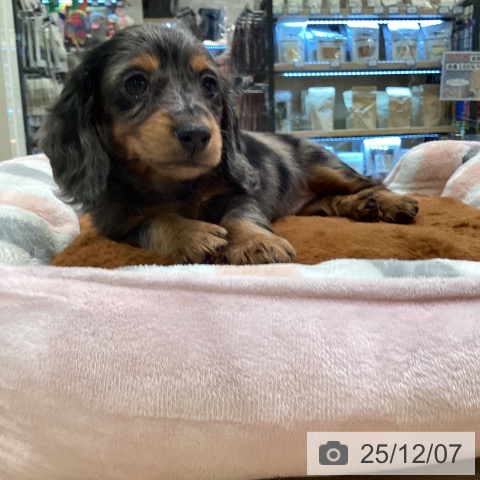 神奈川県のミニチュアダックスフンド(ロング) (ペットプラス ゆめが丘ソラトス店/2025年9月30日生まれ/女の子/シルバーダップル)の子犬の3枚目の画像