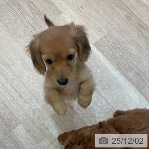 ミニチュア・ダックスフンドの写真