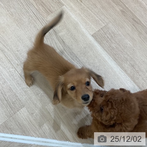 ミニチュア・ダックスフンドの写真