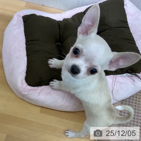 千葉県のチワワ(ロング) (ペットプラス 八千代緑が丘店/2025年9月30日生まれ/男の子/クリームホワイト)の子犬の3枚目の画像