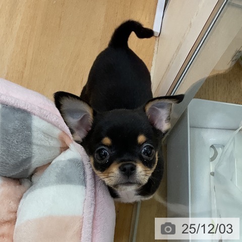 福岡県のチワワ(ロング) (ペットプラス 福岡店/2025年9月30日生まれ/男の子/ブラックタンホワイト)の子犬の4枚目の画像