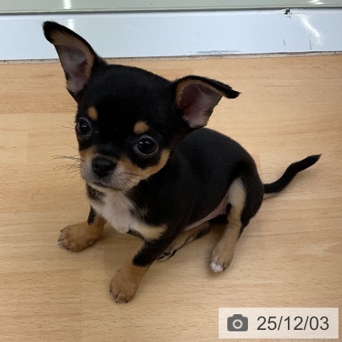 福岡県のチワワ(ロング) (ペットプラス 福岡店/2025年9月30日生まれ/男の子/ブラックタンホワイト)の子犬の3枚目の画像