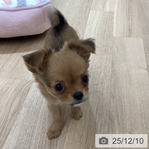 千葉県のチワワ(ロング) (ペットプラス 船橋店/2025年9月30日生まれ/女の子/レッドホワイト)の子犬の3枚目の画像