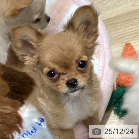 千葉県のチワワ(ロング) (ペットプラス 木更津店/2025年9月30日生まれ/女の子/レッドホワイト)の子犬の4枚目の画像