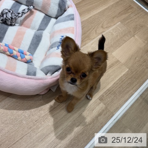 千葉県のチワワ(ロング) (ペットプラス 木更津店/2025年9月30日生まれ/女の子/レッドホワイト)の子犬の3枚目の画像