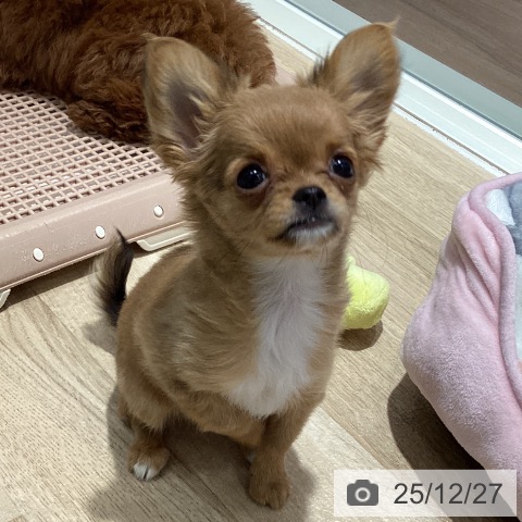 千葉県のチワワ(ロング) (ペットプラス 木更津店/2025年9月30日生まれ/女の子/レッドホワイト)の子犬の3枚目の画像