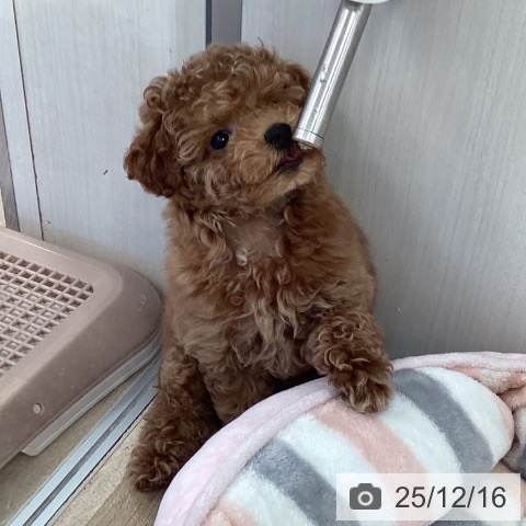 福岡県のトイプードル(トイ) (ペットプラス ららぽーと福岡店/2025年10月2日生まれ/男の子/レッド)の子犬の4枚目の画像