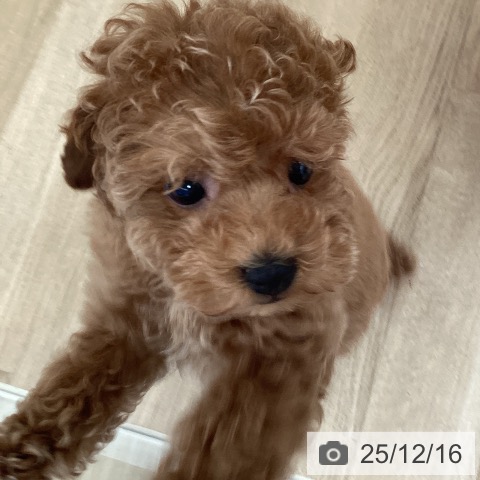 福岡県のトイプードル(トイ) (ペットプラス ららぽーと福岡店/2025年10月2日生まれ/男の子/レッド)の子犬の3枚目の画像