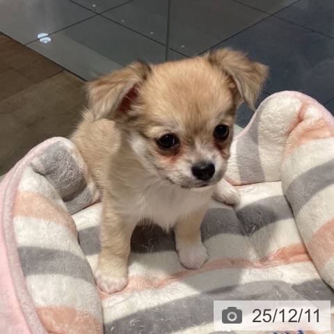 東京都のチワワ(ロング) (ペットプラス 東久留米店/2025年10月2日生まれ/男の子/フォーン)の子犬の3枚目の画像