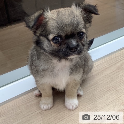 埼玉県のチワワ(ロング) (ペットプラス 川口店/2025年10月2日生まれ/女の子/フォーン)の子犬の4枚目の画像