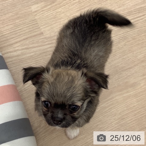 埼玉県のチワワ(ロング) (ペットプラス 川口店/2025年10月2日生まれ/女の子/フォーン)の子犬の3枚目の画像