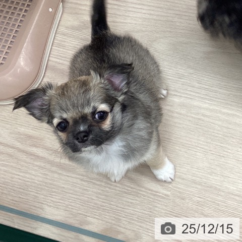 埼玉県のチワワ(ロング) (ペットプラス 川口店/2025年10月2日生まれ/女の子/フォーン)の子犬の4枚目の画像