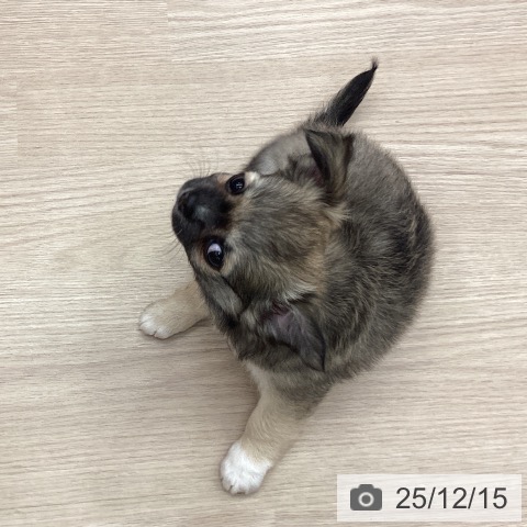 埼玉県のチワワ(ロング) (ペットプラス 川口店/2025年10月2日生まれ/女の子/フォーン)の子犬の3枚目の画像