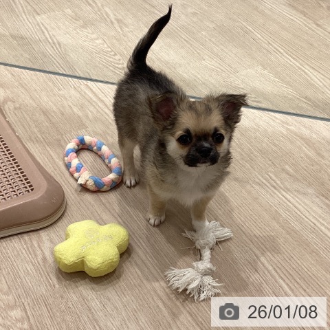 埼玉県のチワワ(ロング) (ペットプラス 川口店/2025年10月2日生まれ/女の子/フォーン)の子犬の3枚目の画像