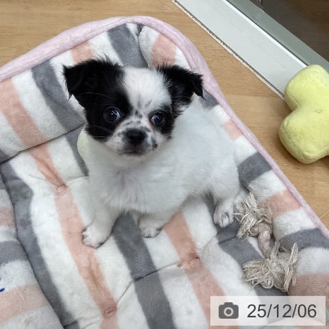 千葉県のチワワ(ロング) (ペットプラス 成田店/2025年10月1日生まれ/女の子/ホワイトブラック)の子犬の3枚目の画像