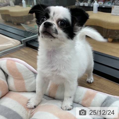 茨城県のチワワ(ロング) (ペッツワン つくば店/2025年10月1日生まれ/女の子/ホワイトブラック)の子犬の4枚目の画像