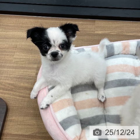 茨城県のチワワ(ロング) (ペッツワン つくば店/2025年10月1日生まれ/女の子/ホワイトブラック)の子犬の3枚目の画像