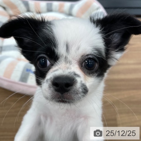 茨城県のチワワ(ロング) (ペッツワン つくば店/2025年10月1日生まれ/女の子/ホワイトブラック)の子犬の4枚目の画像