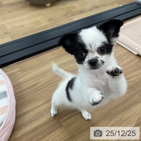 茨城県のチワワ(ロング) (ペッツワン つくば店/2025年10月1日生まれ/女の子/ホワイトブラック)の子犬の3枚目の画像