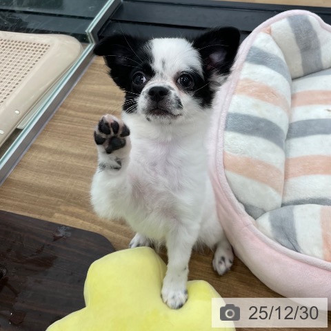 茨城県のチワワ(ロング) (ペッツワン つくば店/2025年10月1日生まれ/女の子/ホワイトブラック)の子犬の4枚目の画像