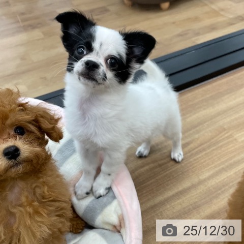 茨城県のチワワ(ロング) (ペッツワン つくば店/2025年10月1日生まれ/女の子/ホワイトブラック)の子犬の3枚目の画像