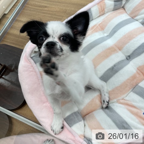 茨城県のチワワ(ロング) (ペッツワン つくば店/2025年10月1日生まれ/女の子/ホワイトブラック)の子犬の4枚目の画像