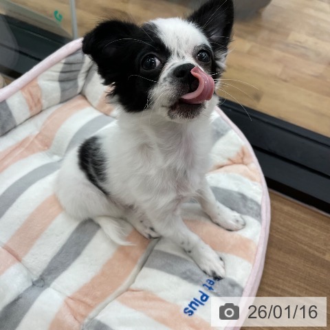 茨城県のチワワ(ロング) (ペッツワン つくば店/2025年10月1日生まれ/女の子/ホワイトブラック)の子犬の3枚目の画像