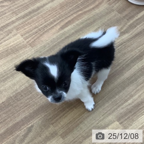 東京都のチワワ(ロング) (ペッツワン 青梅インター店/2025年10月1日生まれ/女の子/ホワイトブラック)の子犬の3枚目の画像