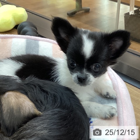 東京都のチワワ(ロング) (ペッツワン 青梅インター店/2025年10月1日生まれ/女の子/ホワイトブラック)の子犬の4枚目の画像