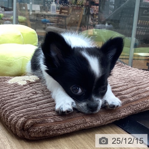 東京都のチワワ(ロング) (ペッツワン 青梅インター店/2025年10月1日生まれ/女の子/ホワイトブラック)の子犬の3枚目の画像