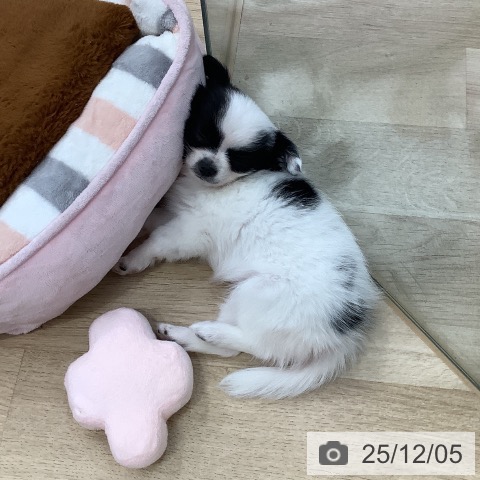 東京都のチワワ(ロング) (ペットプラス 日の出店/2025年10月1日生まれ/女の子/ホワイトブラック)の子犬の4枚目の画像