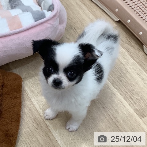 東京都のチワワ(ロング) (ペットプラス 日の出店/2025年10月1日生まれ/女の子/ホワイトブラック)の子犬の3枚目の画像