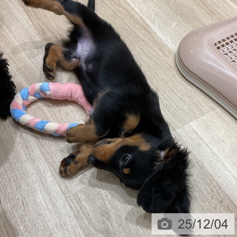 福岡県のミニチュアダックスフンド(ロング) (ペットプラス 八幡東店/2025年10月2日生まれ/男の子/ブラックタン)の子犬の4枚目の画像