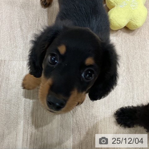 福岡県のミニチュアダックスフンド(ロング) (ペットプラス 八幡東店/2025年10月2日生まれ/男の子/ブラックタン)の子犬の3枚目の画像