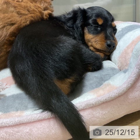 神奈川県のミニチュアダックスフンド(ロング) (ペットプラス 湘南平塚店/2025年10月2日生まれ/女の子/ブラックタン)の子犬の4枚目の画像