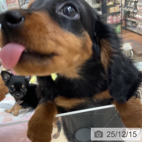 神奈川県のミニチュアダックスフンド(ロング) (ペットプラス 湘南平塚店/2025年10月2日生まれ/女の子/ブラックタン)の子犬の3枚目の画像