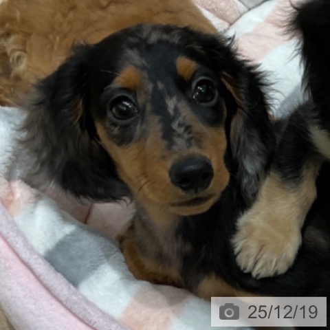 埼玉県のミニチュアダックスフンド(ロング) (ペットプラス ららぽーと富士見店/2025年10月2日生まれ/男の子/シルバーダップル)の子犬の3枚目の画像