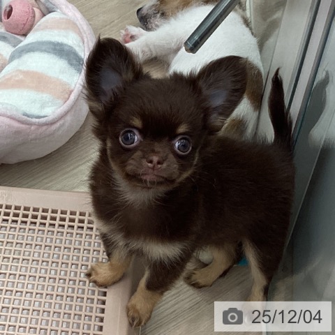 埼玉県のチワワ(ロング) (ペットプラス 川口店/2025年9月30日生まれ/男の子/チョコレートタン)の子犬の4枚目の画像