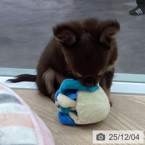 埼玉県のチワワ(ロング) (ペットプラス 川口店/2025年9月30日生まれ/男の子/チョコレートタン)の子犬の3枚目の画像