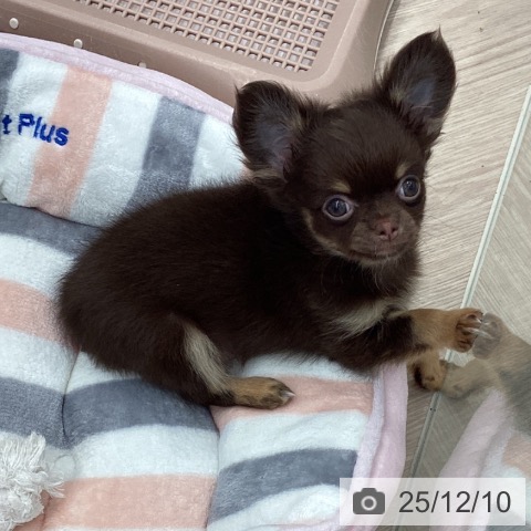 埼玉県のチワワ(ロング) (ペットプラス 川口店/2025年9月30日生まれ/男の子/チョコレートタン)の子犬の4枚目の画像